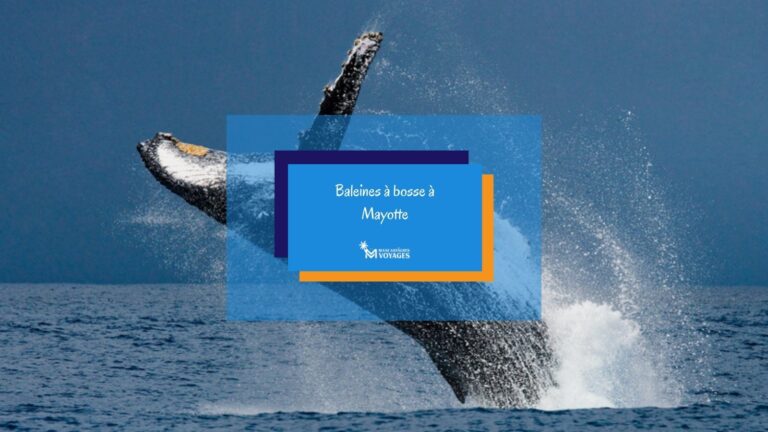 Baleine à bosse en saut au large de Mayotte